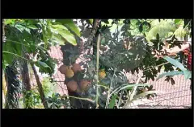 Terreno à venda na Dom Antônio Barreiros, Prainha, Caraguatatuba