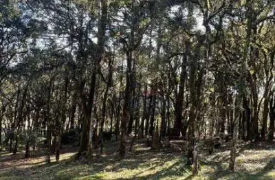 Terreno à venda, 952 m² por r$ 750.000 - bosque sinoserra - canela/rs