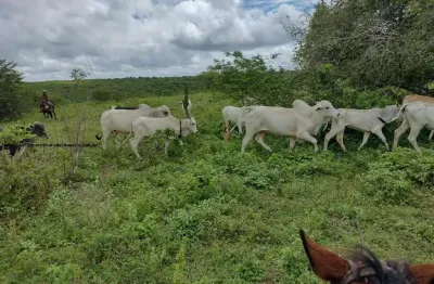 Fazenda à venda na Rua São Pedro, s/n, Potengi, Natal