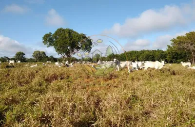 Fazenda de 1.000 alqueires a venda em tocantins! fa00134