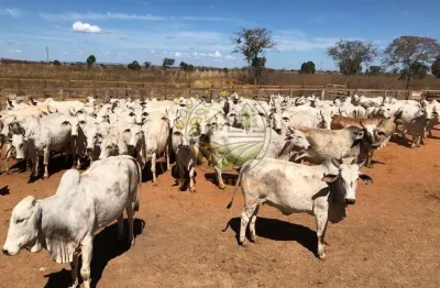 Excelente fazenda de 13.958 hectares sendo porteira fechada em goiás! fa00097