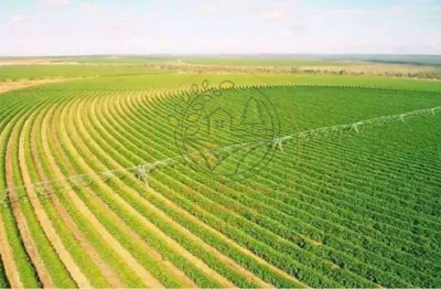 Exclente fazenda de café na região de buritizeiro - mg  fa00209