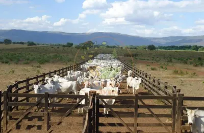 Excelente! fazenda de dupla aptidão em flores de goiás - go  fa00227
