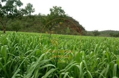 Fazenda à 100 km araguaína-to, com 385 alqueires voltada pra pecuária e agricultura, com 7,5 km de rio  fa00238