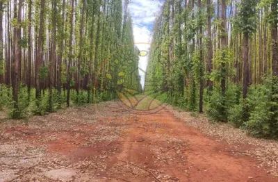 Excelente! fazenda de eucalipto no interior de belo horizonte - mg  fa00271