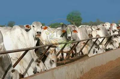 Excelente fazenda de 1.473 alqueires em goiás, porteira fechada  fa00287