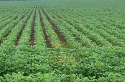 Fazenda de 804 alqueires em na região de araraquara - sp  fa00291