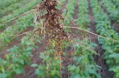 Fazenda à venda na região de  palmas tocantins-to  excelente oportunidade para agronegócio fa00332
