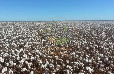 Fazenda produtiva com plantação de algodão na região de nova mutum - mt  fa00286