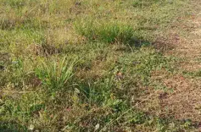 Terreno à venda, 300 m² por r$ 220.000,00 - nova cananéia  - cananéia/sp