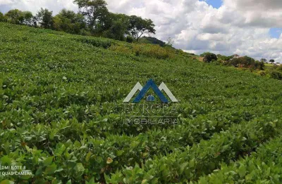 Sítio à venda, 798600 m² por r$ 6.100.000,00 - rural - cornélio procópio/pr