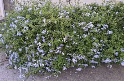 Excelente casa para clinicas / escritorios em geral ou como sua residencia, na regiao central, da cidade de vinhedo/sp