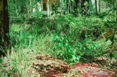 Sítio para venda em tanguá, ipitangas, 1 dormitório, 1 banheiro