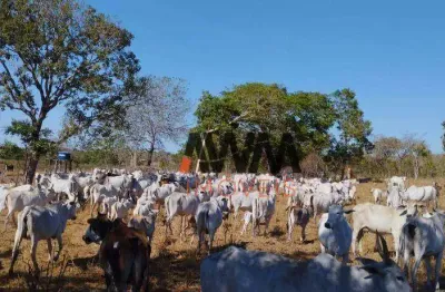 Fazenda à venda, 11567600 m² por r$ 20.315.000,00 - zona rural - lagoa do tocantins/to