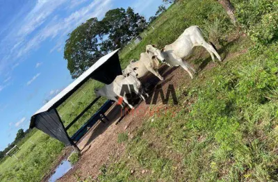 Fazenda à venda, 25180584 m² por r$ 30.000.000,00 - zona rural - conceição do tocantins/to