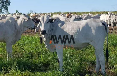 Fazenda à venda, 31500000 m² por r$ 60.000.000,00 - fazenda - paranatinga/mt