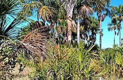 Fazenda à venda, 85 alqueires por r$ 4.250.000 - plano diretor norte - palmas/to