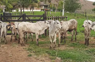 Fazenda de 18,5 alqueires a 20 km de gov. valadares