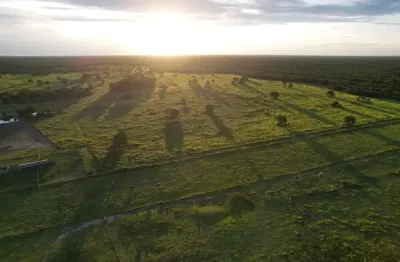 Linda fazenda formada com páscoa e eucalipto em presidente venceslau,  sp