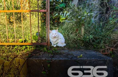Casa com 4 quartos à venda na Rua Voluntários da Pátria, 226, Itaum, Joinville