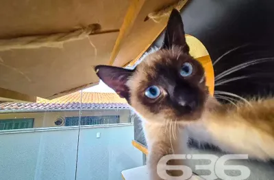 Apartamento com 2 quartos à venda na Rua Pastor Guilherme Rau, 585, Saguaçu, Joinville