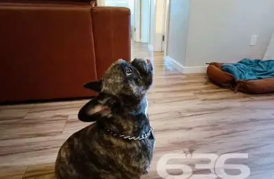 Apartamento com 2 quartos à venda na Rua Alexandre Schlemm, 510, Anita Garibaldi, Joinville