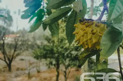 Chácara / sítio com 6 quartos à venda na Areais, Conquista, Balneário Barra do Sul