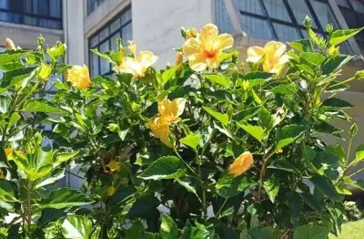 Apartamento com 2 quartos à venda na Praia de Leste, Pontal do Paraná 