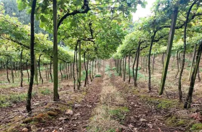 Chácara / sítio com 1 quarto à venda na Interior, 40, Vale dos Vinhedos (Distrito), Bento Gonçalves