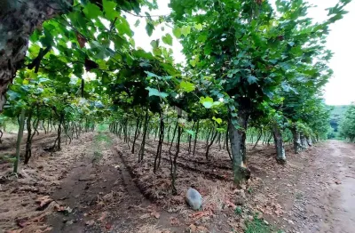Chácara / sítio à venda na Santa Lúcia, 010, Vale dos Vinhedos (Distrito), Bento Gonçalves
