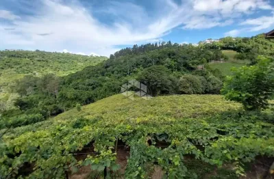 Chácara / sítio com 1 quarto à venda na Joaquim Toniollo, 111, São Vendelino, Bento Gonçalves