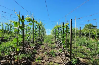 Chácara / sítio com 1 quarto à venda na Linha Armenio, 10, Centro, Monte Belo do Sul
