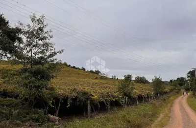 Propriedade rural com produção de uvas isabel de 30 a 40 mil kg/ano