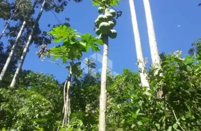 Chácara / sítio à venda na São Vendelino, 228, Centro, São Vendelino