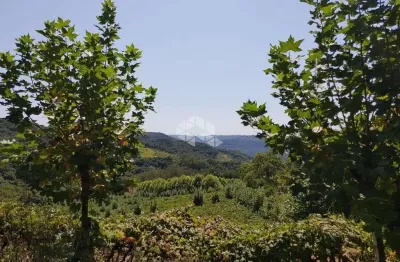 Área Rural na Linha Leopoldina - 13,8 Hectares com Vinhedo Produtivo