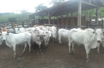 Chácara / sítio com 2 quartos à venda na Área Rural, Sn, Área Rural de Guaratinguetá, Guaratinguetá
