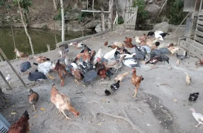 Chácara / sítio com 3 quartos à venda na Avenida Mauro Brasil, Sn, Laranjal, Natividade da Serra