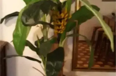 Casa com 3 quartos à venda na Rua Antônio Carlos da Fonseca, --, Saúde, São Paulo