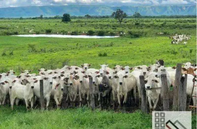 Fazenda (11.800 hectares). porteira fechada. propriedade para múltiplos seguimentos de produção agropecuária