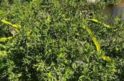 Chácara / sítio com 4 quartos à venda na Prainha, 11, Prainha, Maquiné