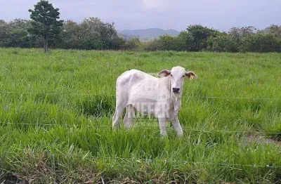 Fazenda produtiva à venda em silva jardim/rj – 16,6 ha, beira-rio, estrutura completa – r$ 1,91 mi