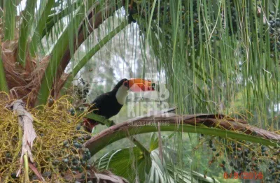 Chácara / sítio com 7 quartos à venda na Estrada Chibante, 891, Muriqui, Niterói