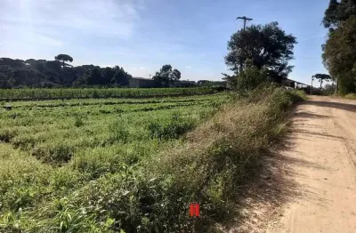 Chácara / sítio com 1 quarto à venda na Estrada Principal, Colônia Murici, São José dos Pinhais