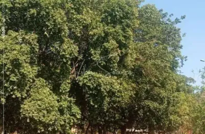 Terreno à venda em birigüi-sp, residencial eurico caetano, 250m² - ótima oportunidade de investimento!