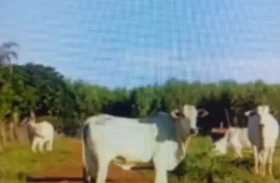 Fazenda com 6 dormitórios à venda, 345470000 m² por r$ 9.600.000,00 - água branca ii - unaí/mg