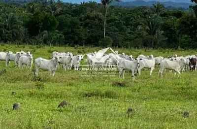 Fazenda pecuária 174 hectares porteira fechada em mt