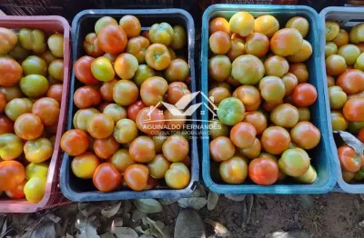 Sitio de 8 hectares produzindo hortifrúti próximo de cuiabá