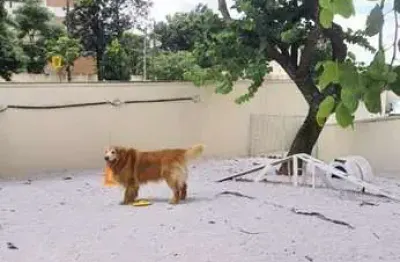 Apartamento com 2 dormitórios à venda, 51 m² por r$ 410.000,00 - campestre - santo andré/sp