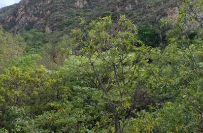 Chácara / sítio à venda na Olho  D'agua  Brejo Grande, Brejo Grande, Boquira