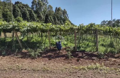 Sítio com 41.584,40 m² e vista panorâmica no alto de picada café - serra gaúcha